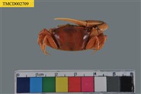 藏品(北方丑招潮蟹)的圖片